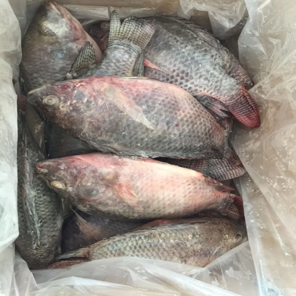 Frozen Tilapia Fish for Africa Market