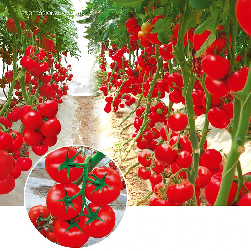 Высокую устойчивость к антибактериальные wilt неопределенное Семена помидоров