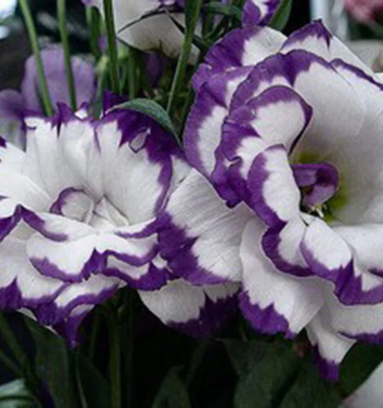 
wholesale flowers online fresh flowers Any Occasion flower bouquets 