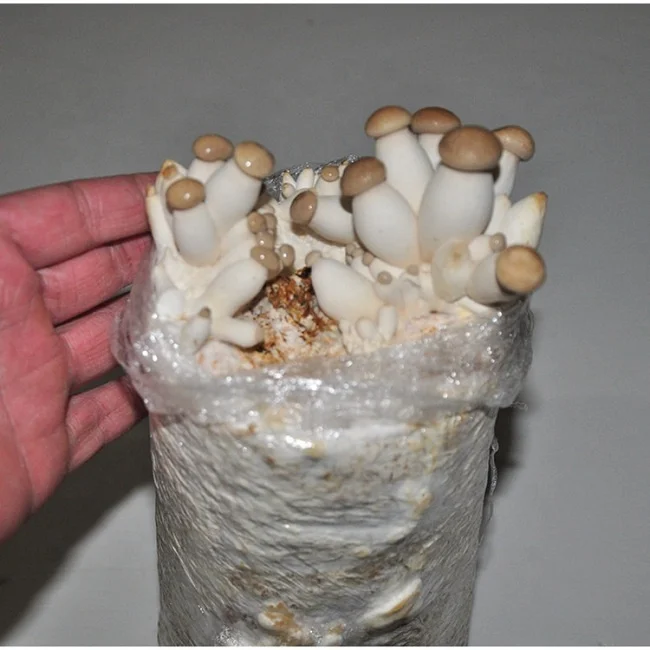 New technology small bowl shiitake mushroom growing kits