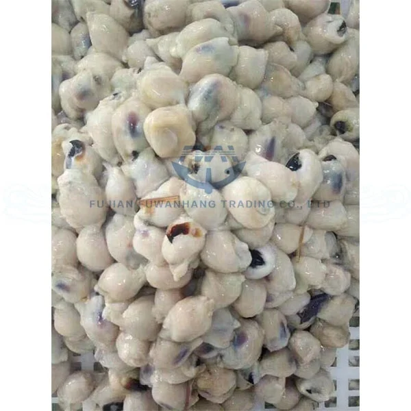 
Frozen Squid Mouth Giant Squid Beak for processing 