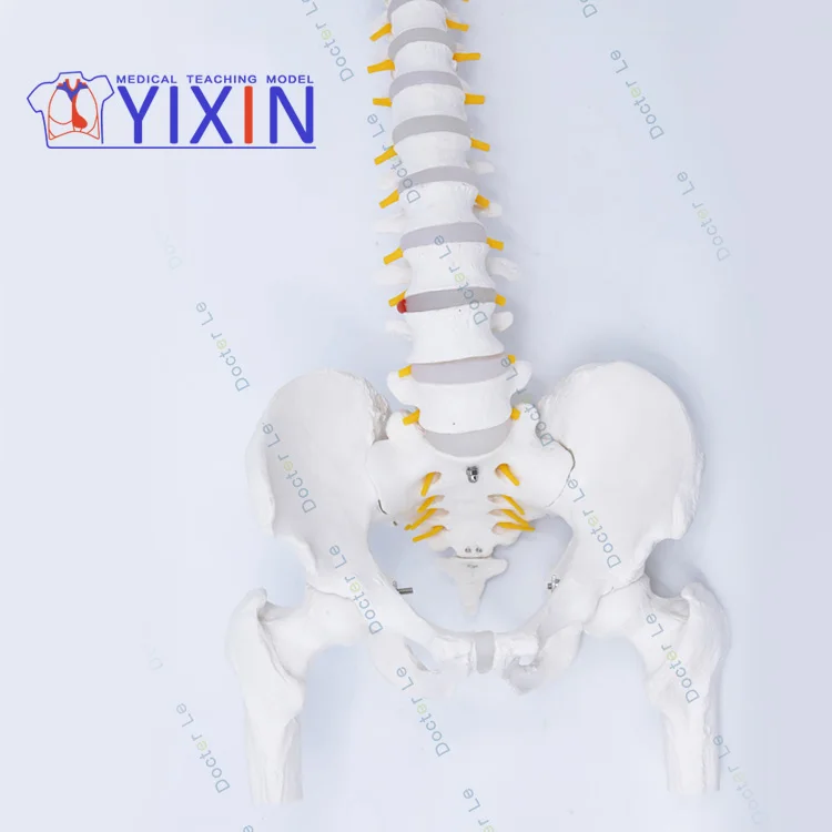 
Human spine model 1:1 orthopedic spine cervical vertebrae lumbar vertebrae human skeleton model spine model 