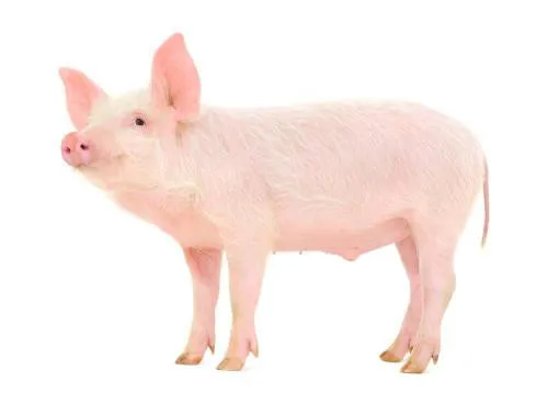 
Feed grade alpha galactosidase enzyme for animal feed additive 