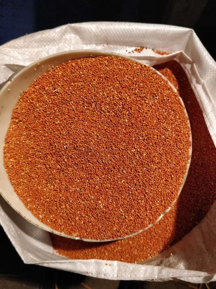 
Red millet in husk 
