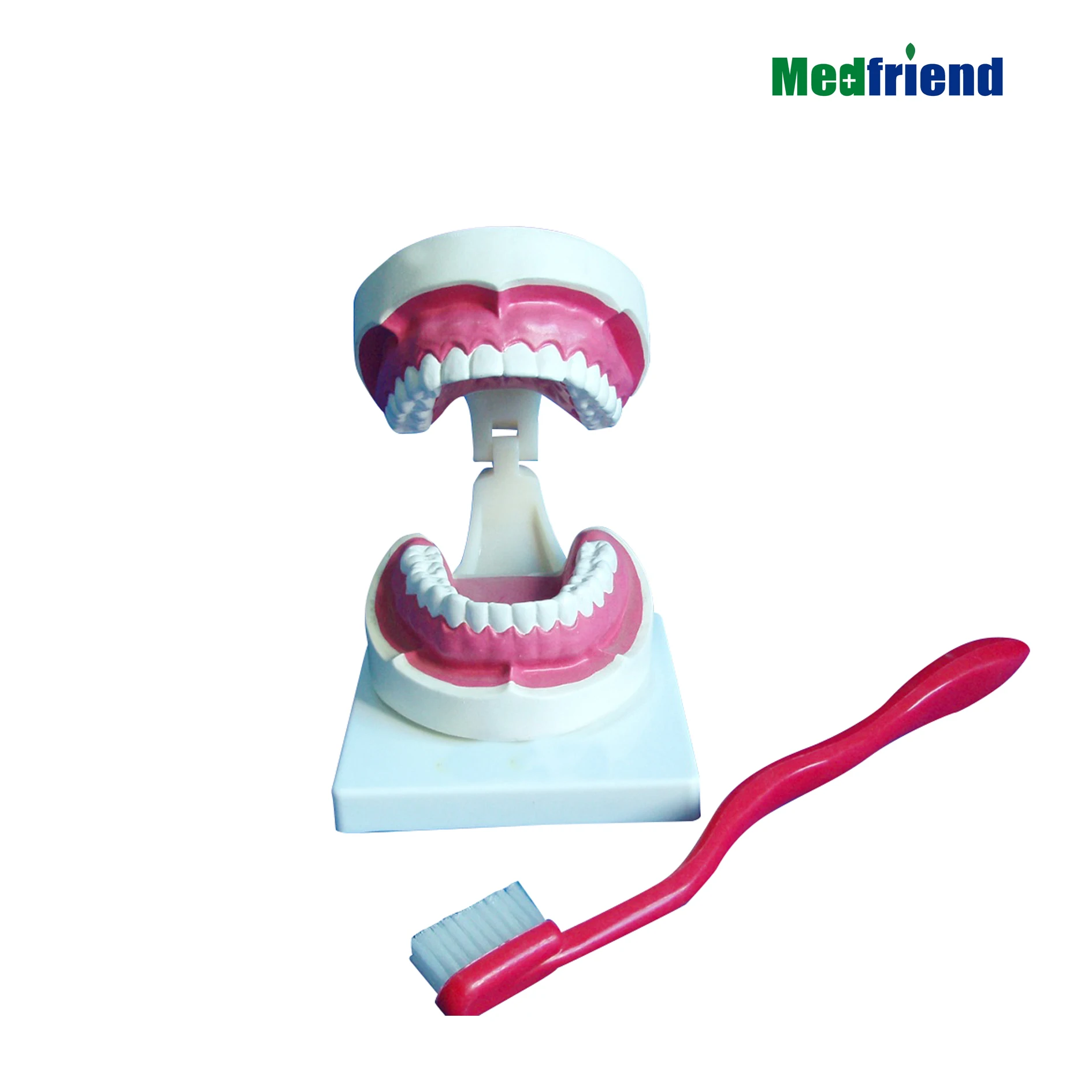 
Dental Model Brushing Flossing Practice Teeth Anatomic Demonstration Teaching Studying Standard Size 