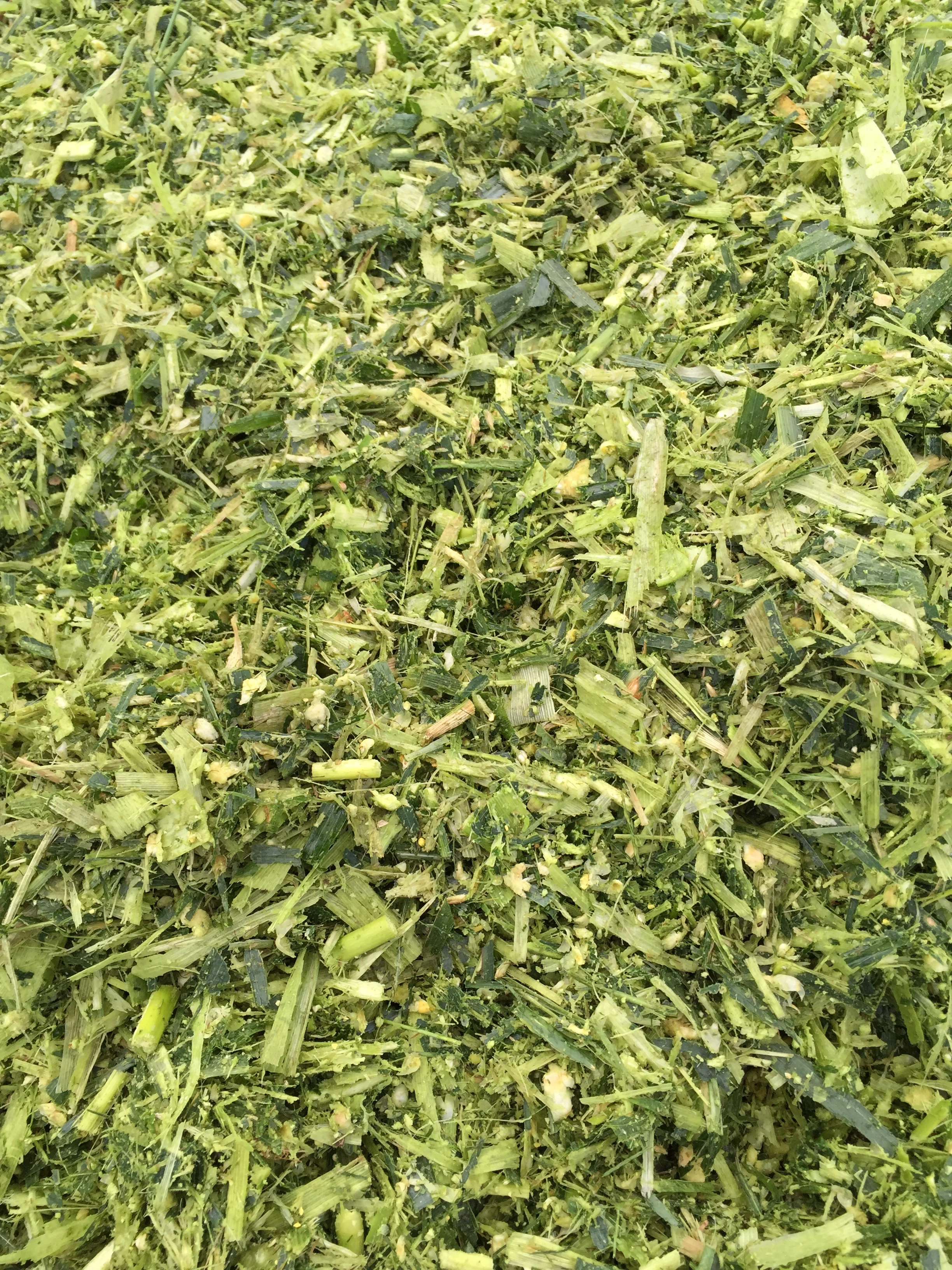 new design electric wheat rice grain harvester/olive picking machine sweet corn cob harvesting machine