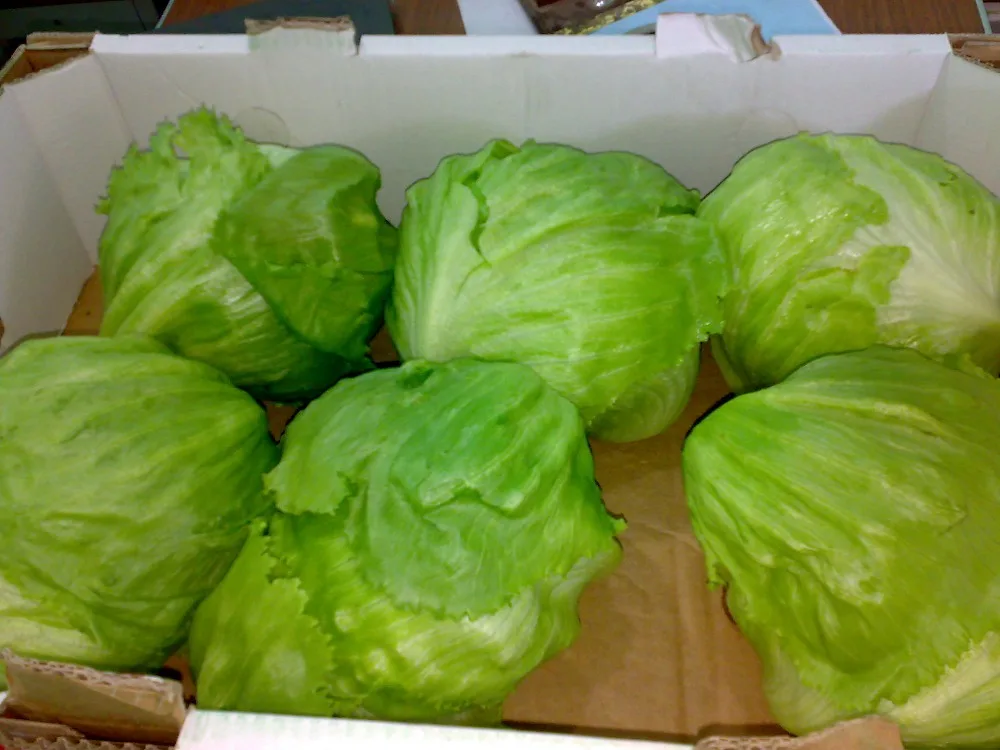 
Fresh Round natural white Cabbage Price 