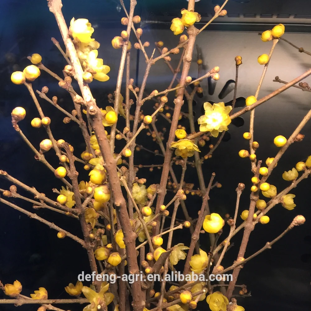 New year fresh cut branches plume blossom for home decoration