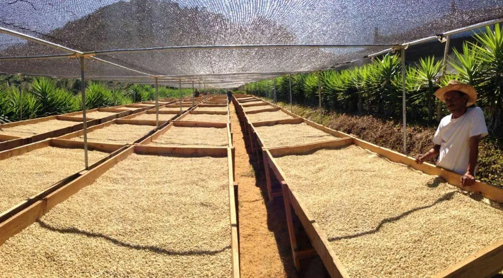 
High grade arabica coffee beans best price 