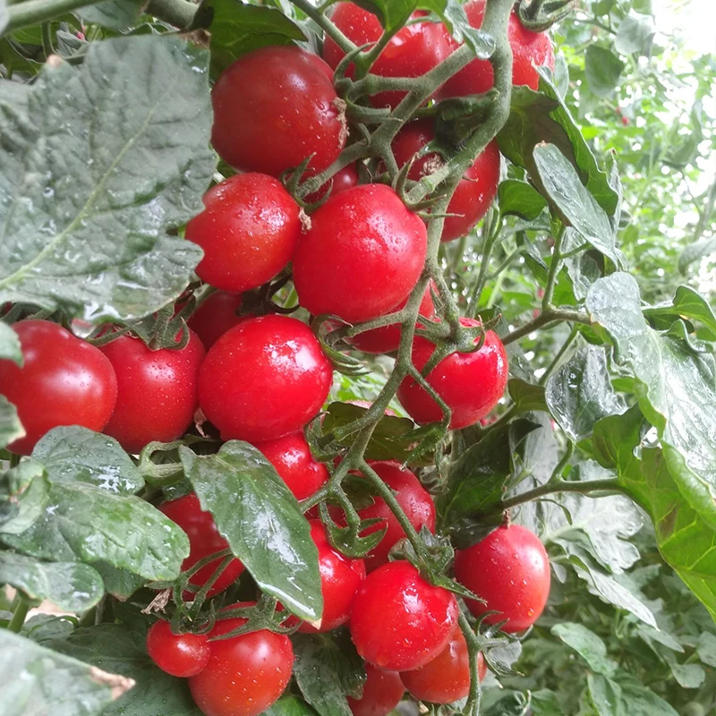 Гибрид высокой доходности Семена помидоров Черри