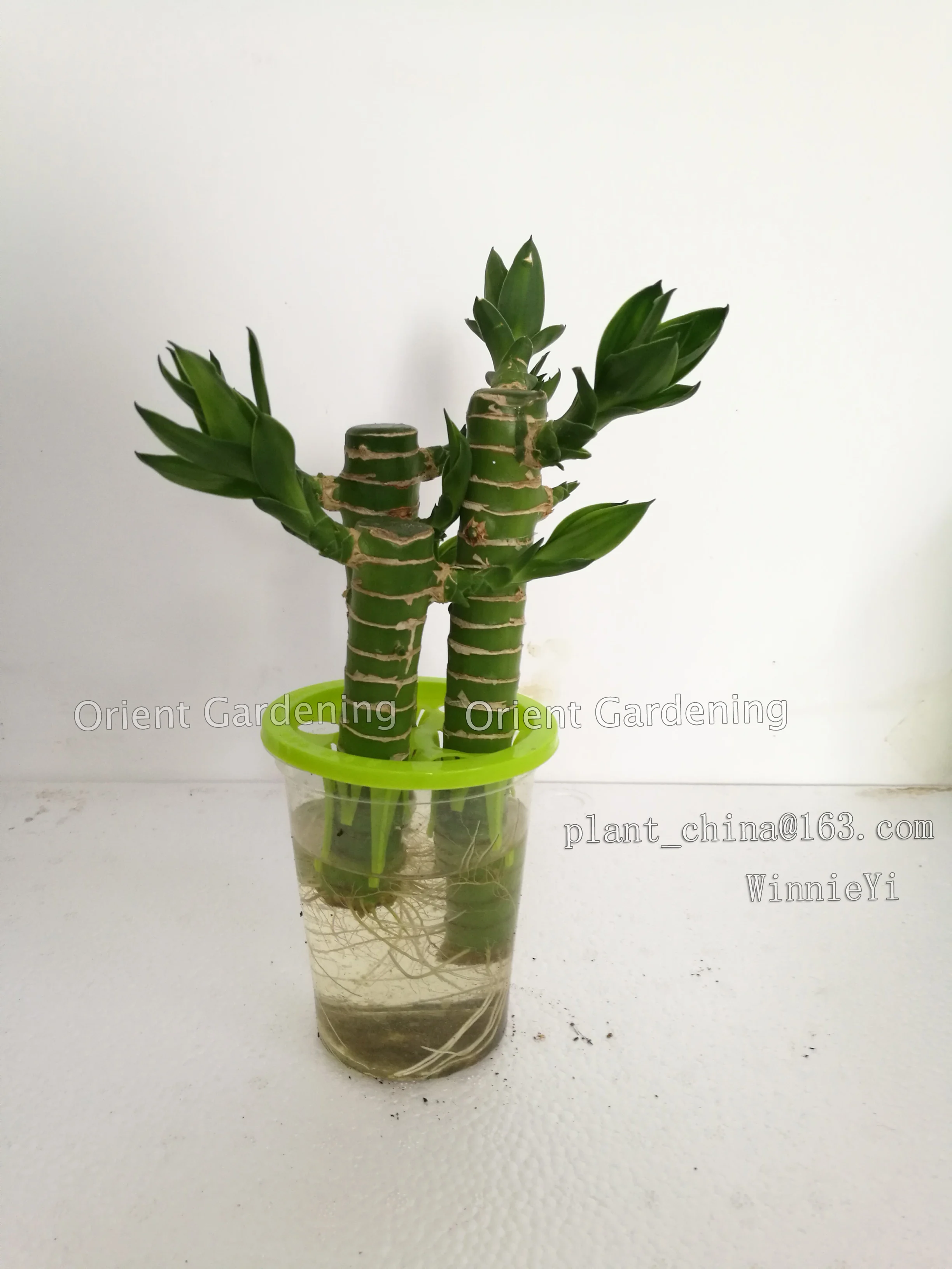 
3PCS LOTUS live Plants 