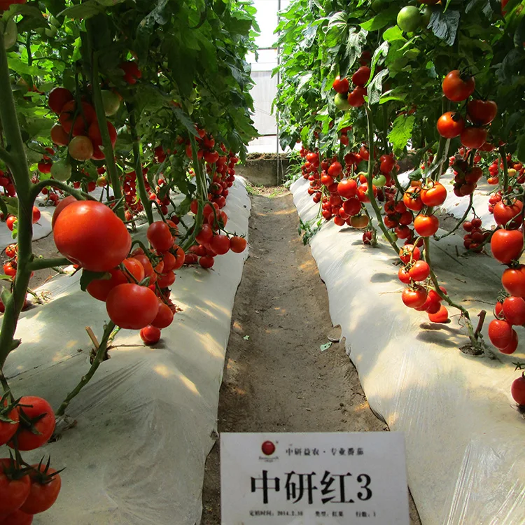 Красный помидор Семена Гибридный F1 семена Качество семян овощей из Китая