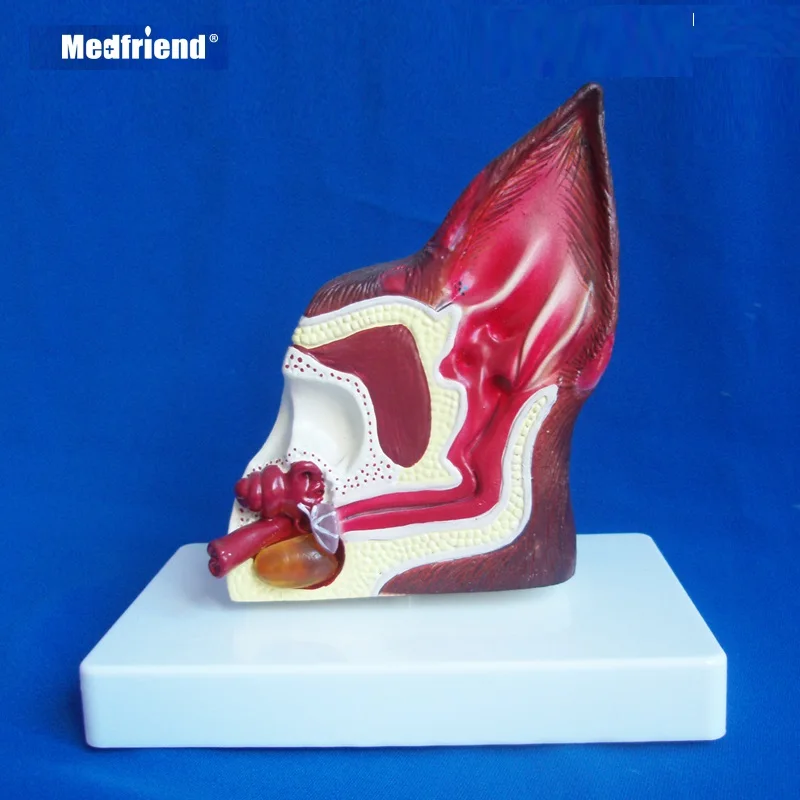 Factory Price Advanced Anatomical Canine Gog Ear Model
