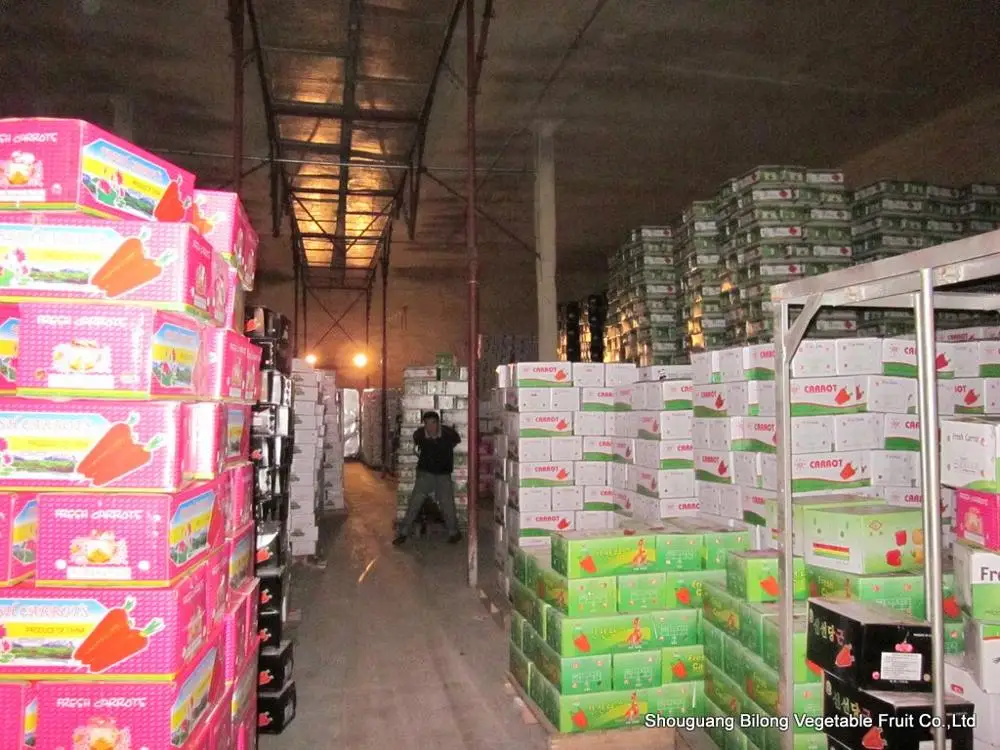 
New crop fresh chinese carrots origin Shandong/Hebei/Mogolia/Xiamen 