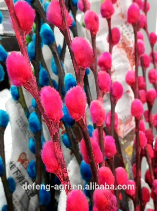 Wholesale fresh cut branches salix pussy willow for Christmas decoration