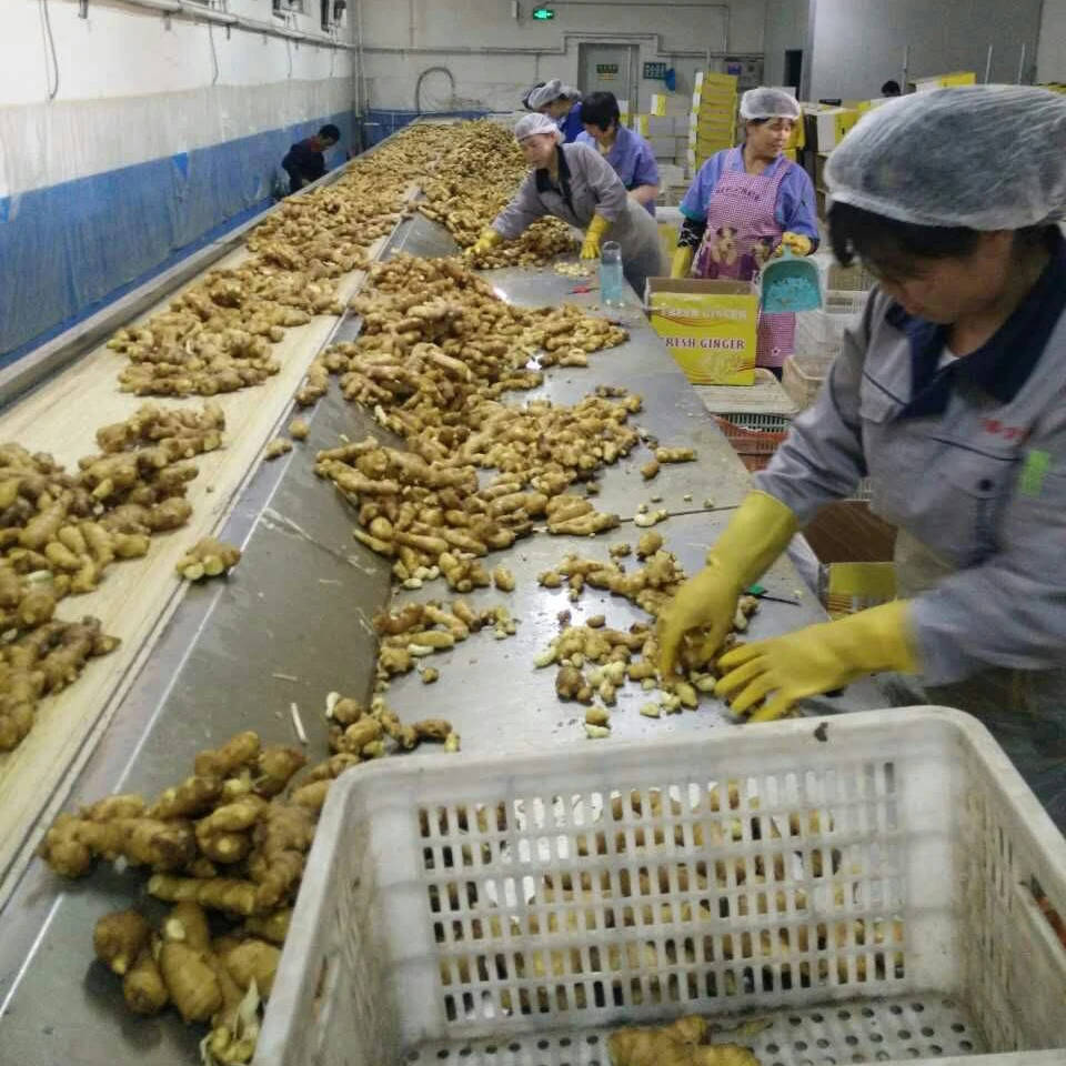 import ginger 2019 fresh ginger market price