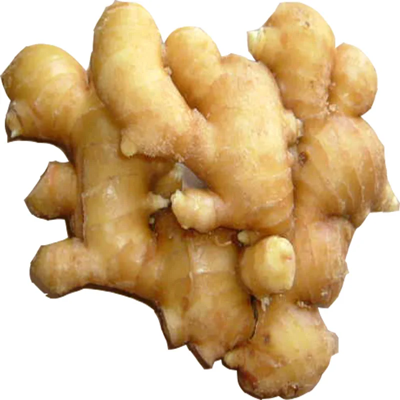 fresh  ginger price from China