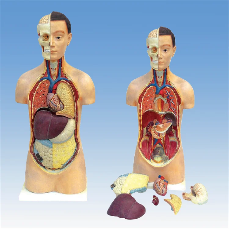 Unisex Human Torso Model Medical Anatomical Teaching Anatomy ED3301-5