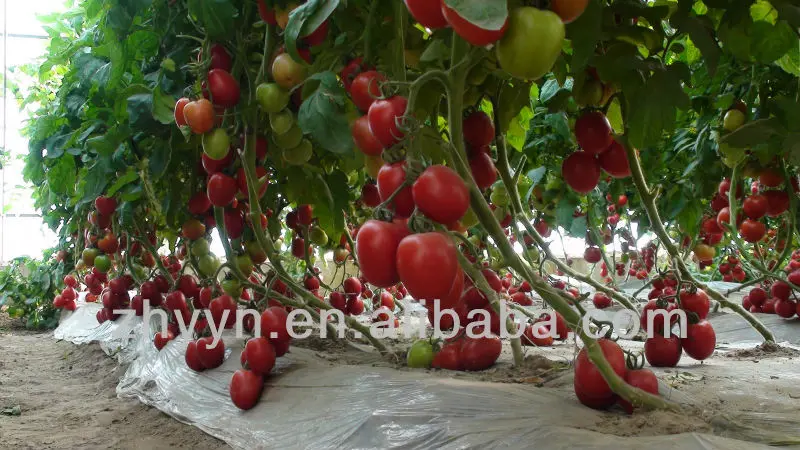 Высокий выход Овальный гибридных семян томатов из Китая