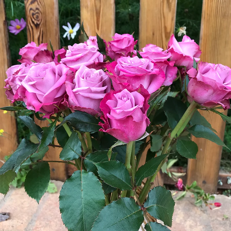 
Fresh cut flowers buy flowers in bulk birthday flower roses 