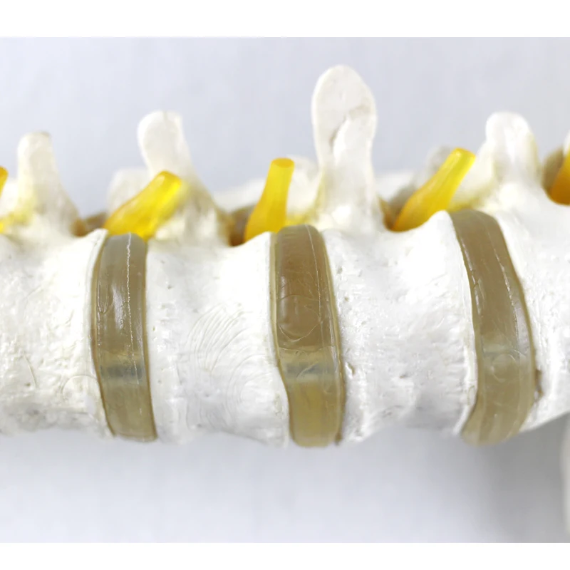 
YUEYONG Spine, pelvis, european shape, Medical Spinnal Column Anatomical Human Model, 
