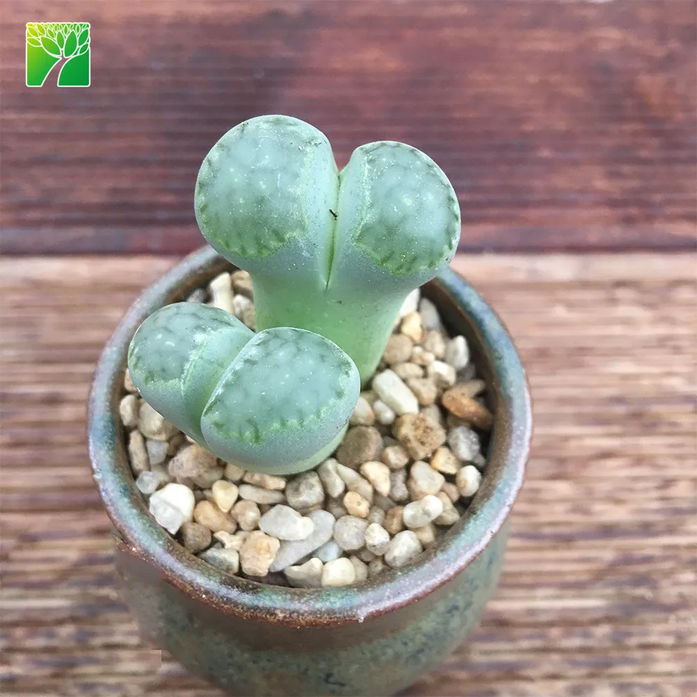 Low moq sale living stone natural succulent plant Lithops julii subsp