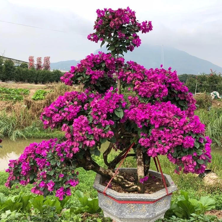 
Бугенвиллея 