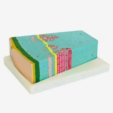 Gelsonlab HSBM-354 Dicot stem structures model