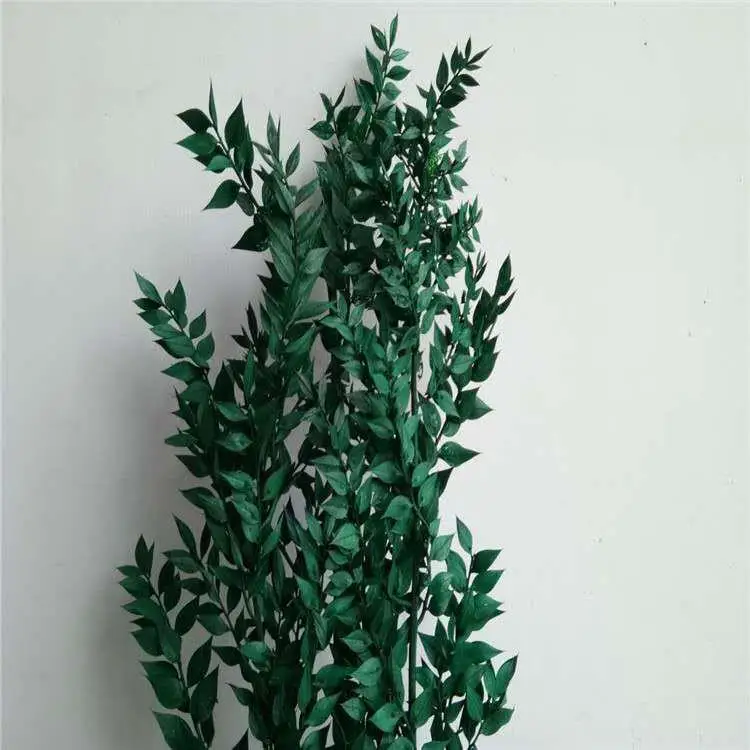 Real Flower ruscus bunch Arrangement dracaena sanderiana with Green Leaf
