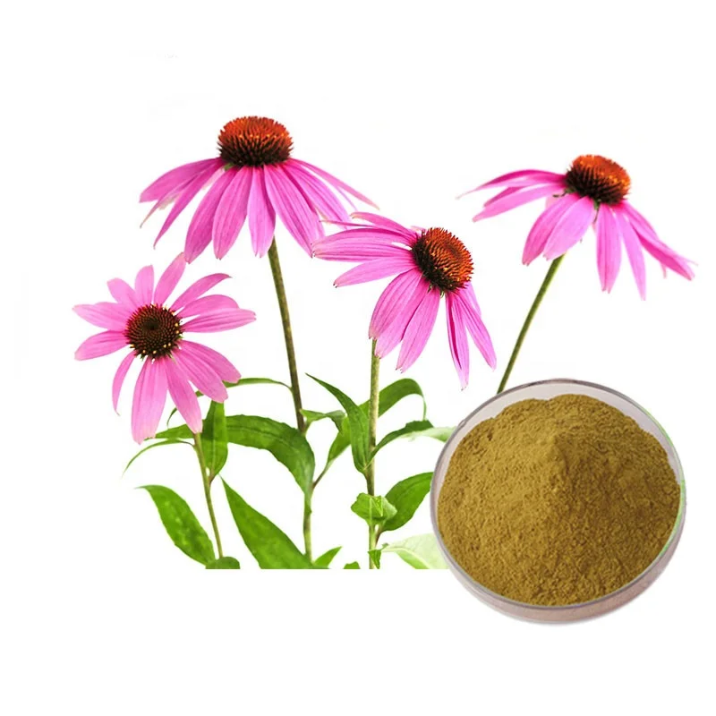 Echinacea Purpurea Extract powder chicoric acid polyphenols echinacea purpurea