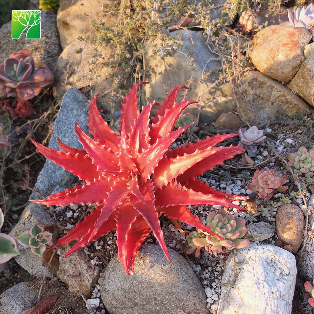 
 Низкие эксплуатационные расходы закат алоэ суккулентные реальные растения алоэ dorotheae  