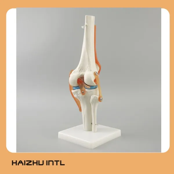 Medical science subject human knee joint model
