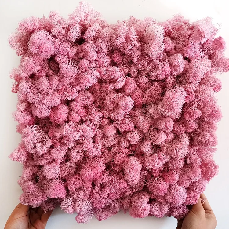 China Suppliers Natural Real Preserved Grass Wall Decoration Irish Moss Wall