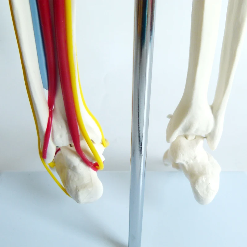 85CM skeleton model  anatomy skeleton human plastic skeleton