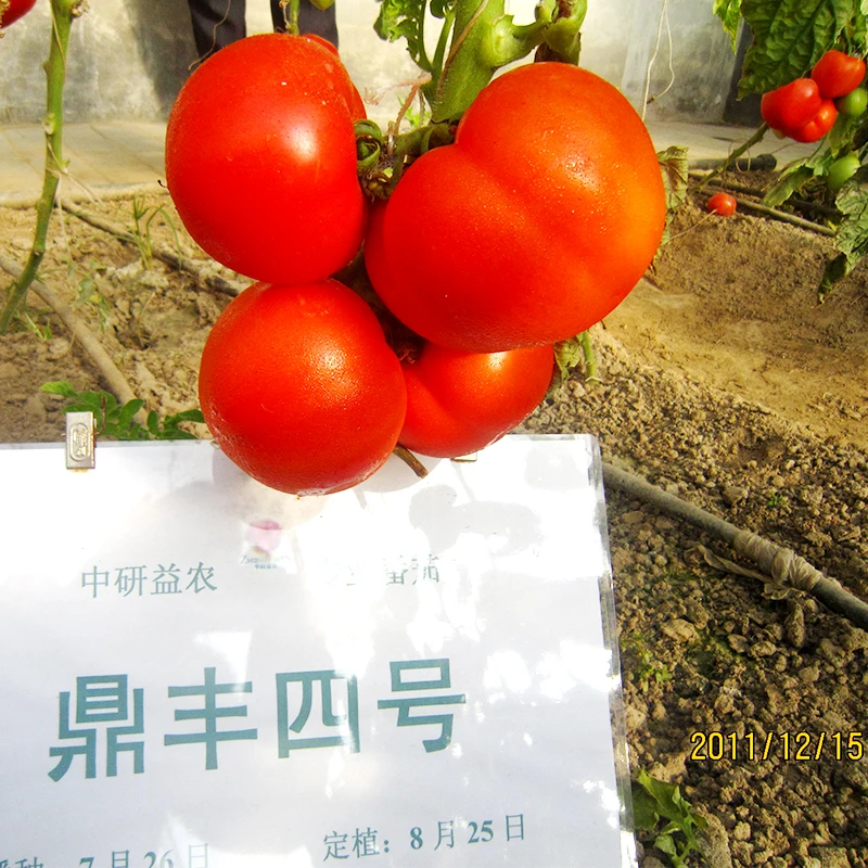 Определите тип роста DF4 красные семена томатов