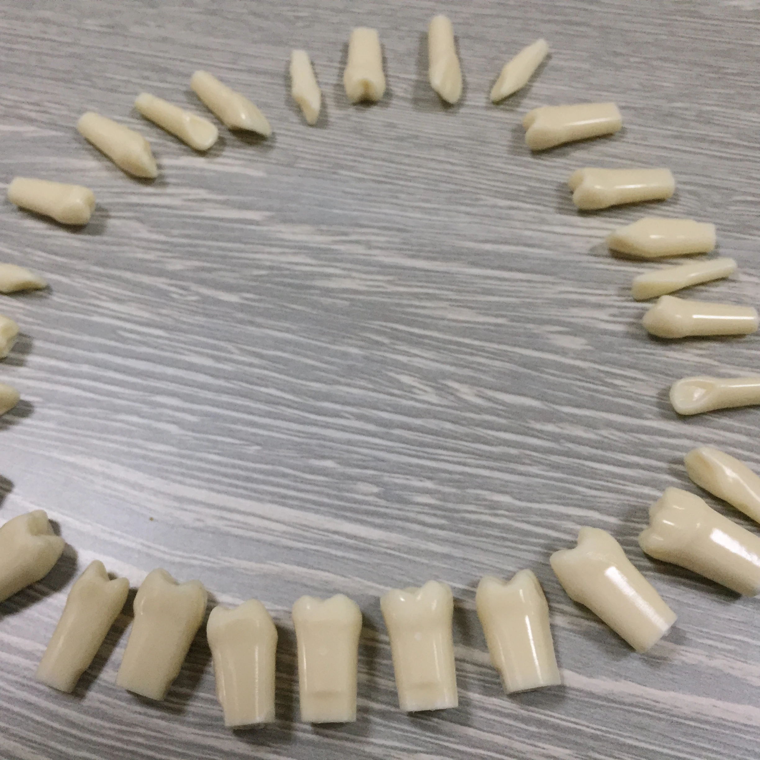 Зубной моделирующий зуб с прямыми корнями 32