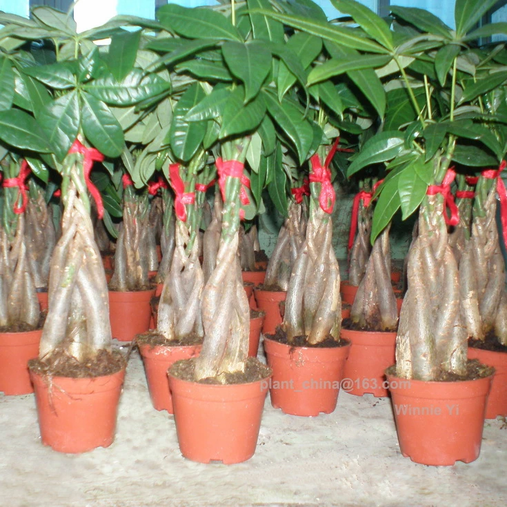 
20 см-100 см плетеное пахира, денежное дерево, растение/пахира, акваатическое дерево в бонсай 