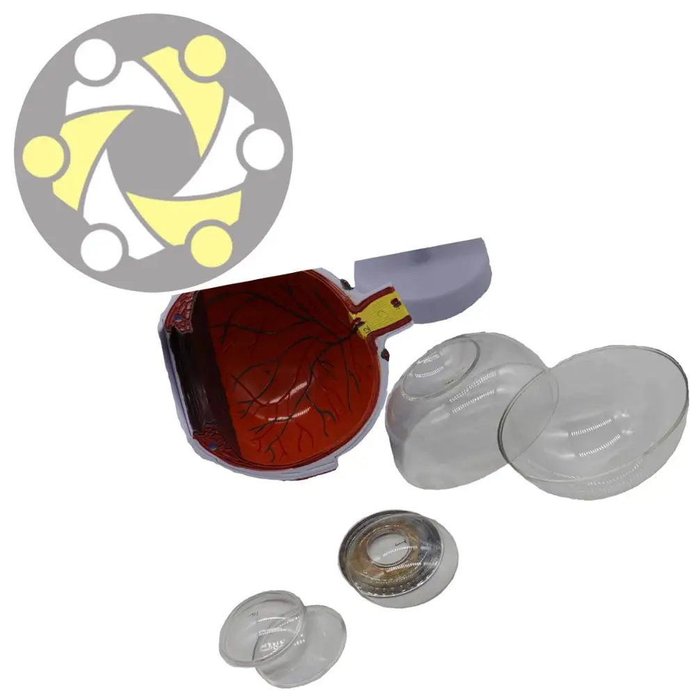 6 times enlarged  model plastic human anatomical study Eye Model