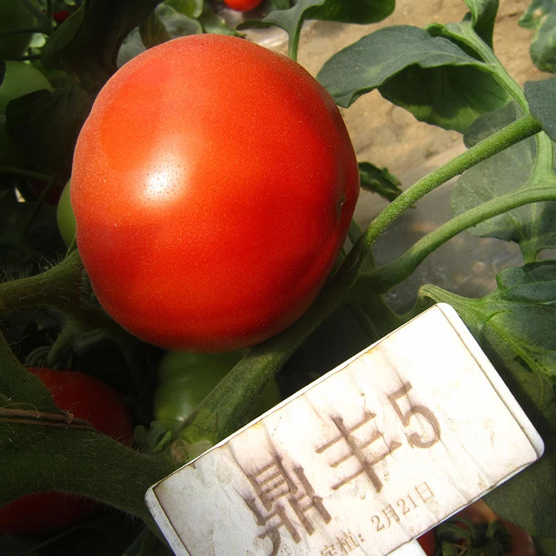 Определение выращивания семян томатов/определение продолговатых семян томатов