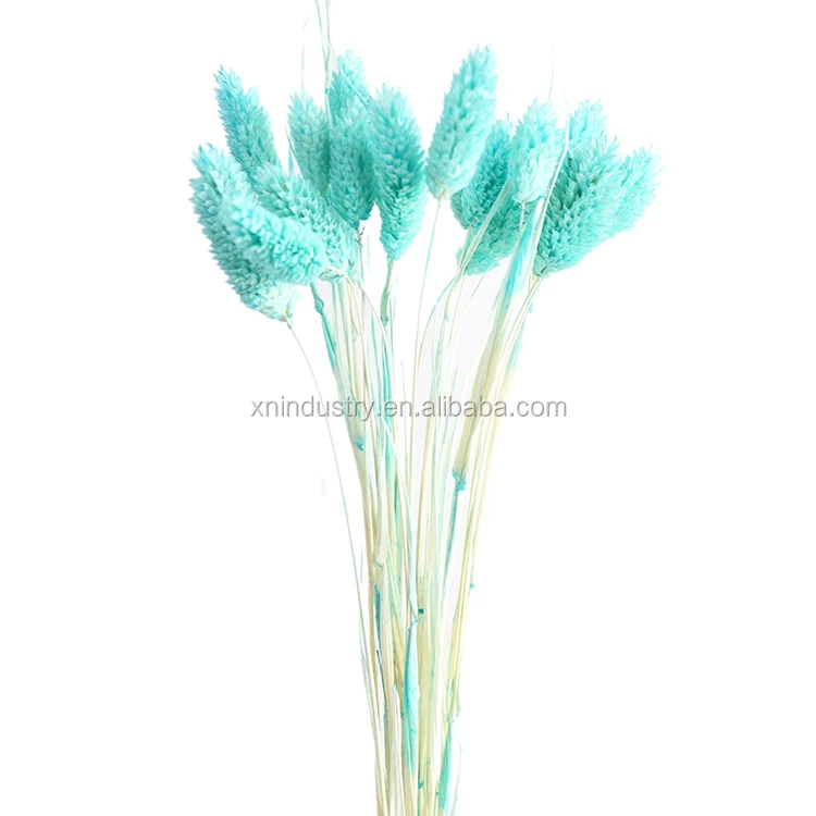 100% Real Natural Dried Flowers Phalaris Flowers Wedding Decor Gem Grass Dried Bouquet