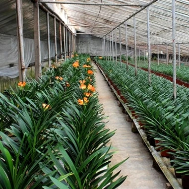 
Indoor ornamental Clivia miniata Plants 