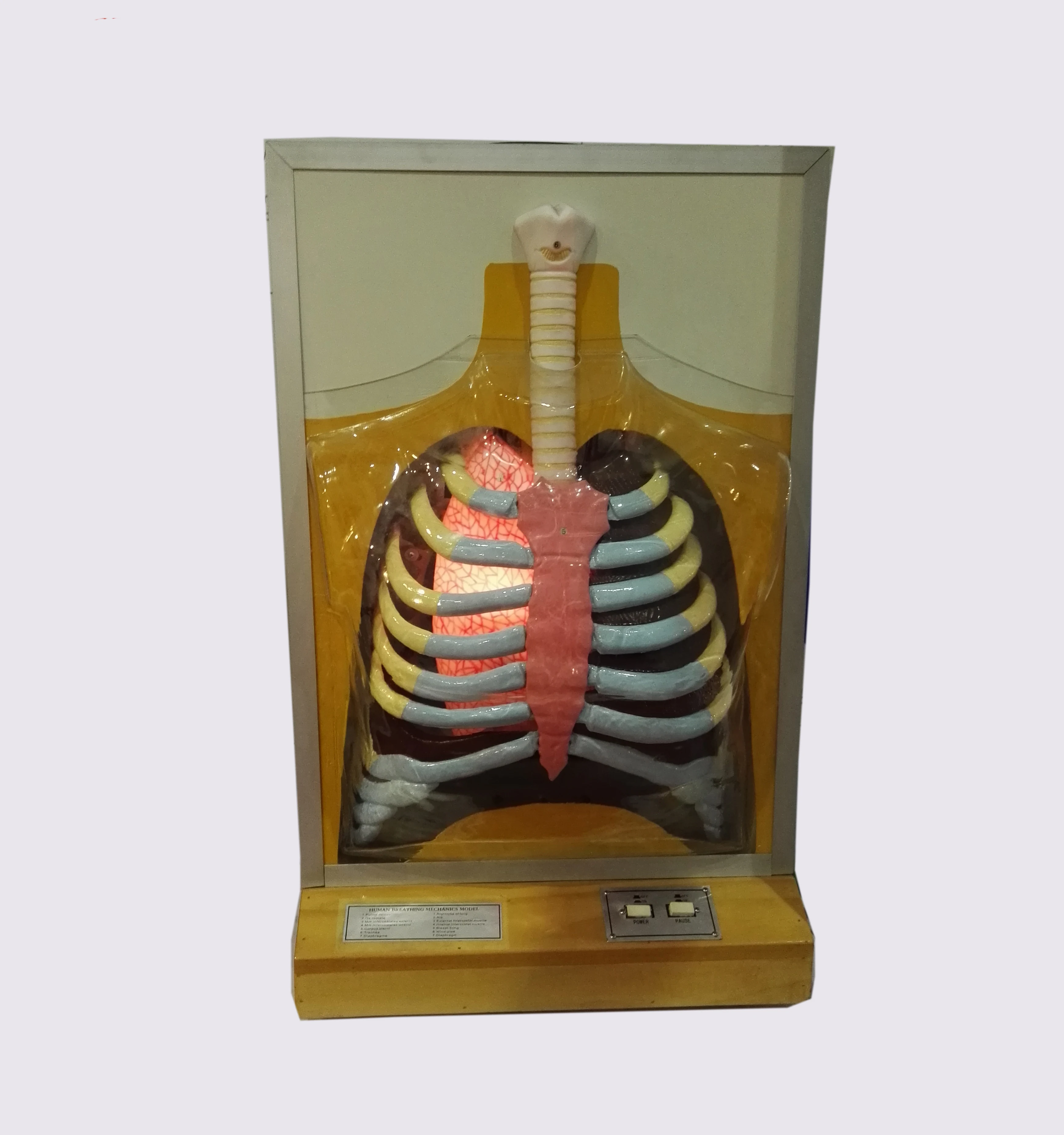 GelsonLab HSEM-002  Electrical Blood Circulation Model Electrical Model of heart pulse and blood circulation