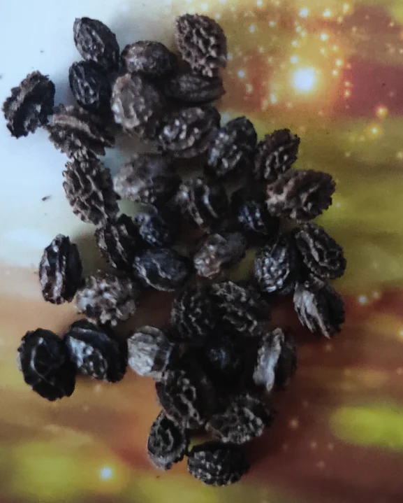 
High Yield Taiwan F1 Hybrid pawpaw seeds /Papaya Seeds with yellow flesh 