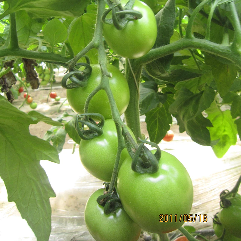 Определите красный обработки семян томатов короткий межузловой энергичный рост