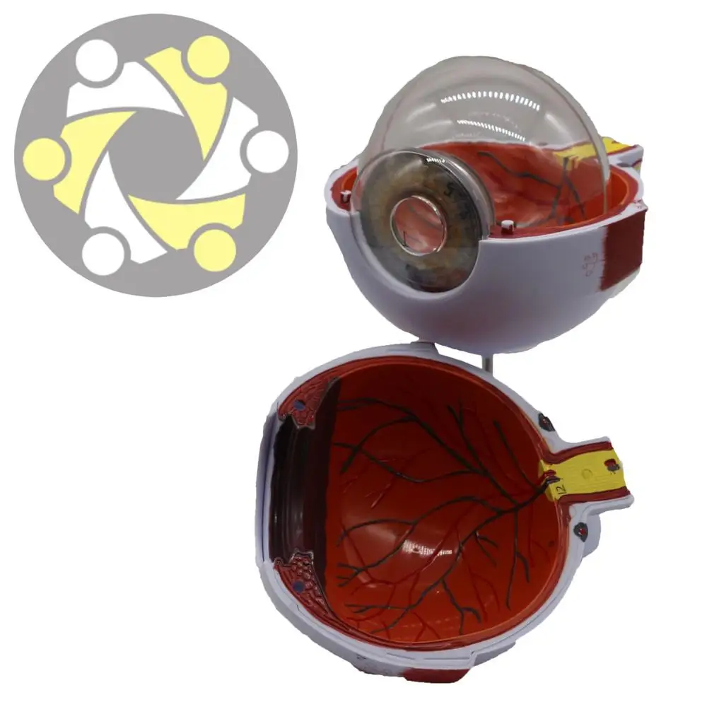 6 times enlarged  model plastic human anatomical study Eye Model