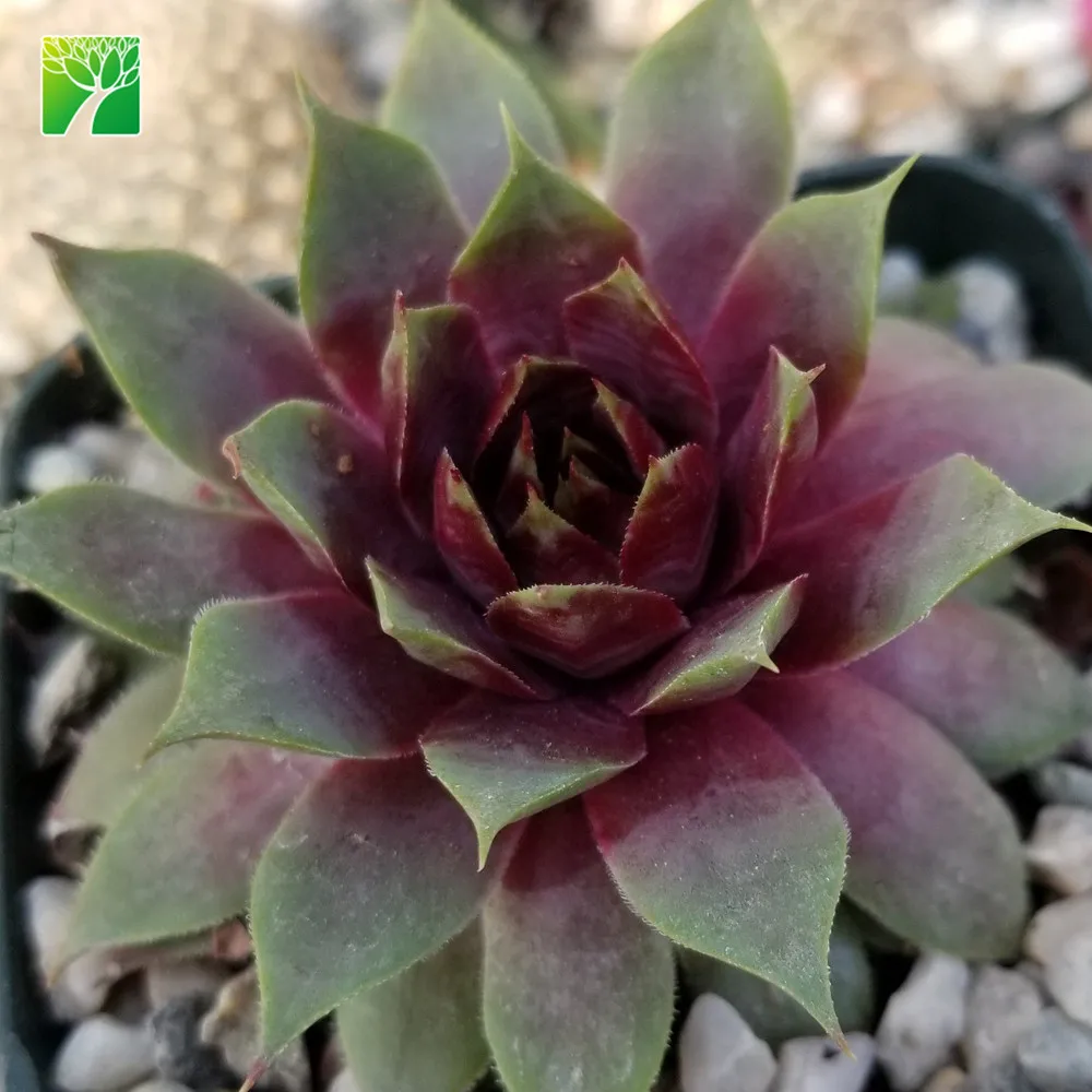 Низкая цена, оптовая продажа, растения с низким содержанием воды, суккуленты Sempervivum Ruby Heart