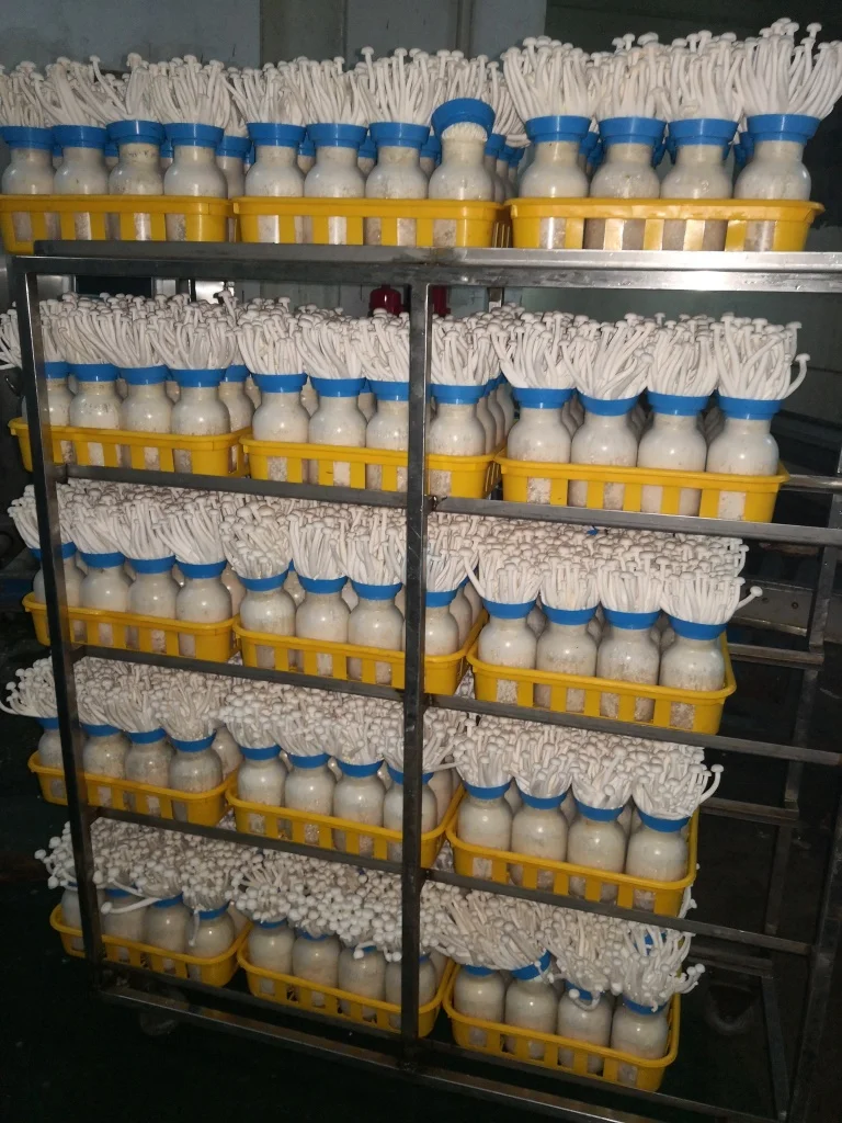 
2019 Finc fresh health benefits brown beech mushroom 