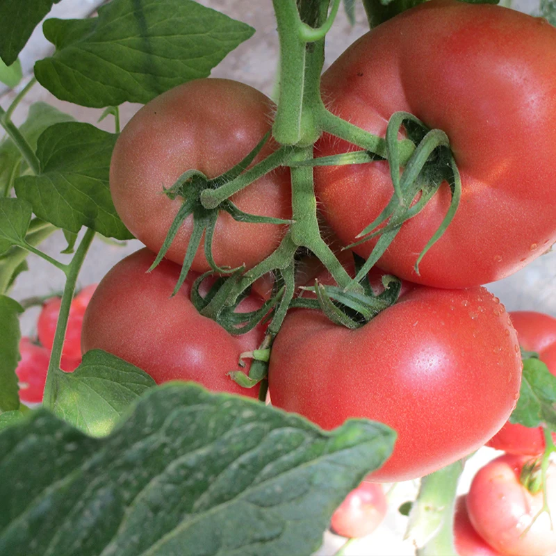 Красная звезда DF5Red Cherry вишня помидор семян семена гибридного помидора из Китая термостойкость