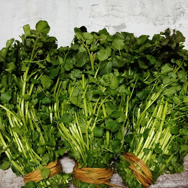 2021 Hot Sale Hydroponics Seed, Fresh Seed Of Watercress