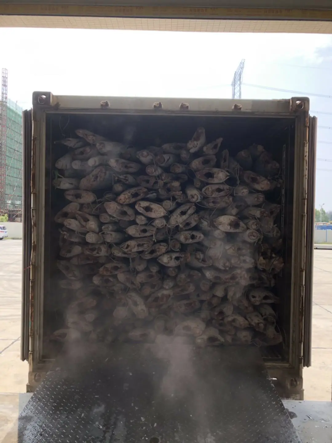 Best Quality 30KG+ HGT Frozen Sail Fish